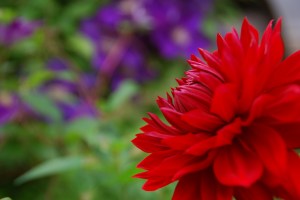 The Way of the Wild Heart