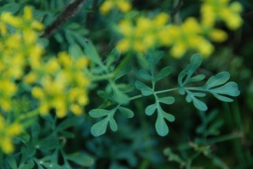 20849_1464575928864_1067470689_1365877_6534449_n