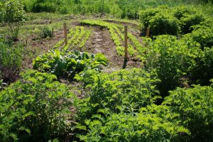 11745_10150875098859143_54168315_n