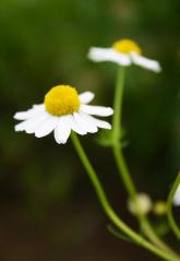 1003283_10151512591838667_2058410482_n