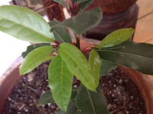 1492145_10152069743378667_2063817394_o