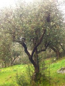 539734_10151333855343667_17143154_n