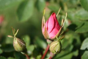 rosebud