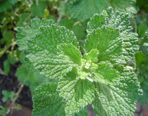 Screen Shot 2015-10-22 at 15.05.17