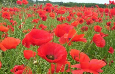 Screen Shot 2015-10-22 at 15.19.52